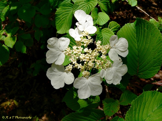 {Viburnum plicatum}